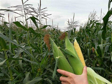 Потенция и кукуруза